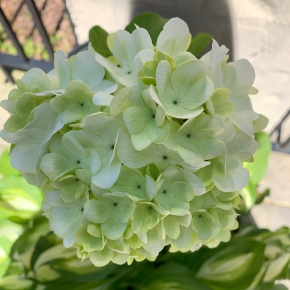 Sandy, POSH AMBASSADOR and POSH MENTOR! - Picture 2 of 5